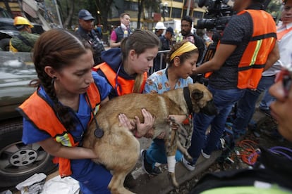 Un perro de rescate es ayudado a recuperarse por voluntarios durante las operaciones de búsqueda y rescate en un edificio derribado por el sismo en Ciudad de México, el 21 de septiembre de 2017.
