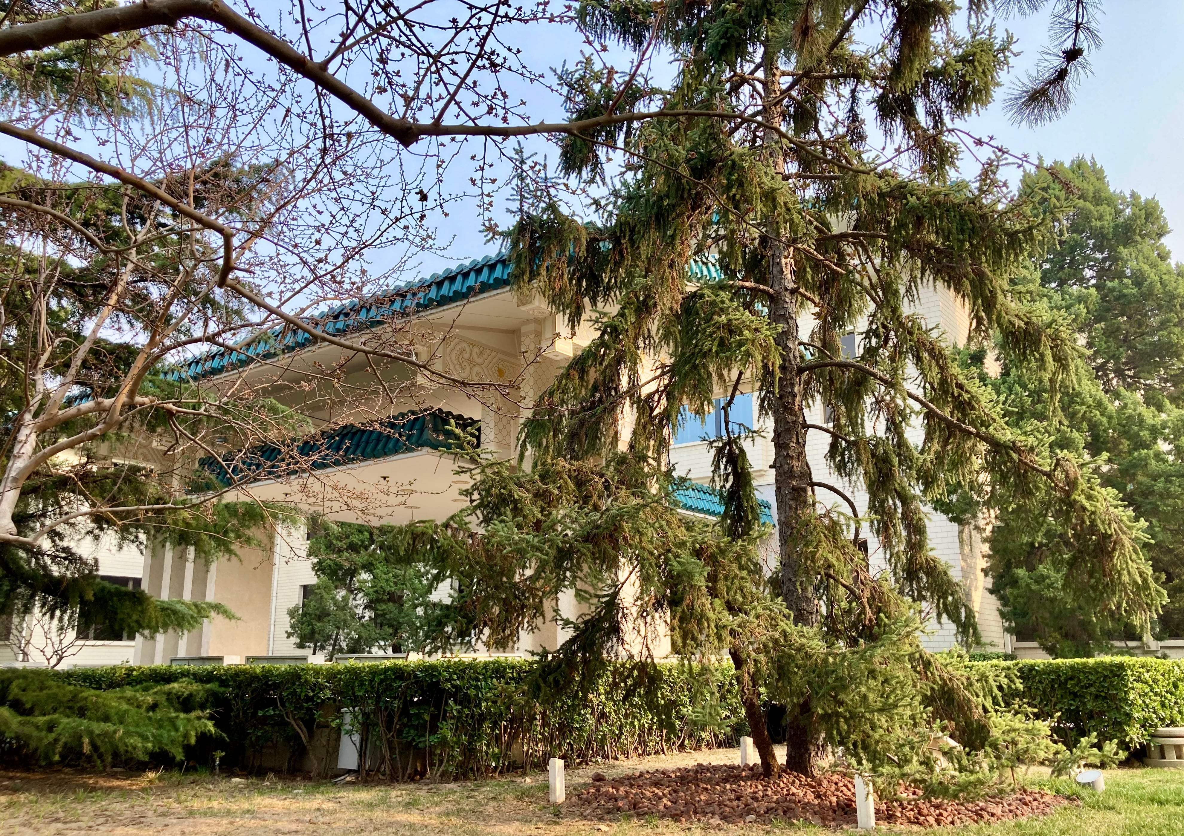 El árbol que plantó el líder norcoreano Kim Il-sung en 1959 en Diaoyutai, el pasado 23 de marzo.