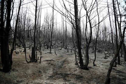 Un bosque quemado tras el paso del fuego, en Kraps (Grecia), este miércoles.