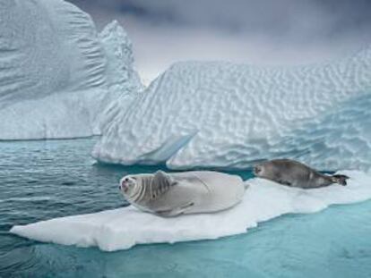 Antártida: el grito silencioso