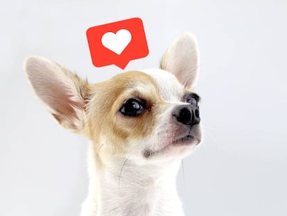 Los chihuahua son, por su aspecto y expresividad, uno de los perros más reclamados en criaderos y populares en las redes sociales. Su precio depende de eso que llaman "pedigrí".