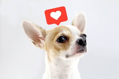 Los chihuahua son, por su aspecto y expresividad, uno de los perros más reclamados en criaderos y populares en las redes sociales. Su precio depende de eso que llaman "pedigrí".