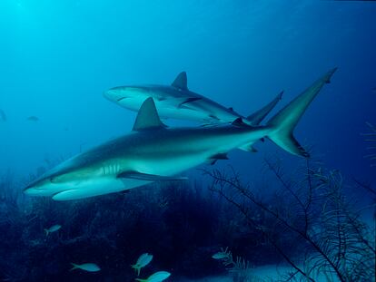 Tiburón de arrecife del Caribe ('Carcharhinus perezi').