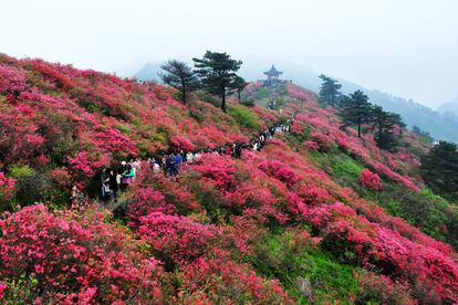 Situado al noreste de China, en la provincia de Hubei, el geoparque de Huanggang Dabieshan ilustra la evolución geológica de la región, y más concretamente de la colisión entre las placas tectónicas de la China Septentrional y del Yangtzé (una de sus formaciones geológicas se remonta unos 2.800 millones de años). La rica diversidad biológica de sus 2625,54 kilómetros cuadrados hace de este geoparque una de las siete reservas de genes más importantes de toda China. En la imagen, las azaleas cubren el monte de Guifeng. Más información: <a href="http://en.dbsdzgy.com/" target="">en.dbsdzgy.com</a>