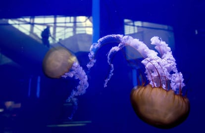 Medusas Ortigas del Pacífico L'Oceanogràfic de València.