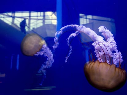 Medusas Ortigas del Pac&iacute;fico L&#039;Oceanogr&agrave;fic de Val&egrave;ncia.