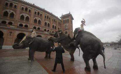 Los elefantes del Gran Circo Mundial actúan durante su paseo en la explanada anexa a la plaza de Las Ventas.
