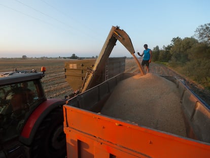 Un agricultor comprueba como una cosechadora echa grano en un camión en los alrededores de Kiev.