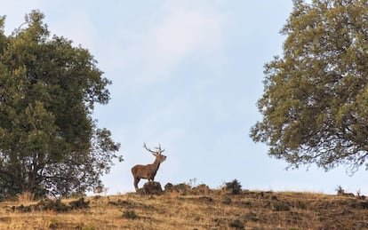 Un ciervo macho en el parque nacional de Monfragüe, en Cáceres.  