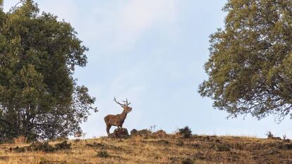 Un ciervo macho en el parque nacional de Monfragüe, en Cáceres.  