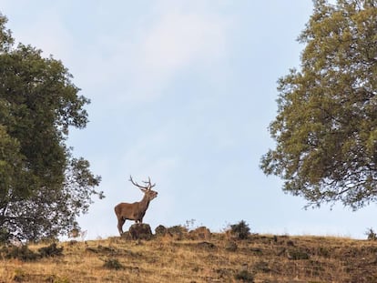 Un ciervo macho en el parque nacional de Monfragüe, en Cáceres.  