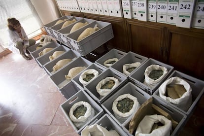 Some of the amphorae and coins found in Tomares (Seville).