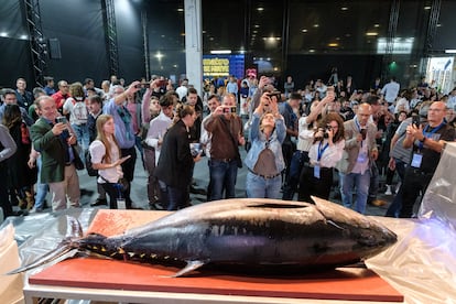 Muestra de atún rojo en el certamen Mediterránea Gastrónoma, el 15 de noviembre de 2022 en Valencia.