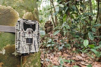 Cámara trampa colocada en el bosque tropical de Ngazi. El objetivo es demostrar la existencia de animales que han desaparecido en zonas más frecuentadas del paisaje de Yangambi.