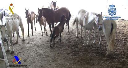 Algunos de los caballos que ten&iacute;a el cabecilla de la trama. 