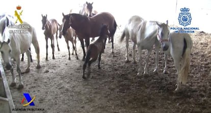 Algunos de los caballos que ten&iacute;a el cabecilla de la trama. 