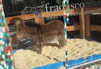 &quot;Tuco&quot; en el escaparate de una comercio de venta de muebles en Palermo, ciudad de Buenos Aires.