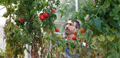 El científico del Instituto de Biología Molecular y Celular de Plantas José Luis Rambla examina una cepa de tomates modificados con CRISPR para no producir alérgenos.