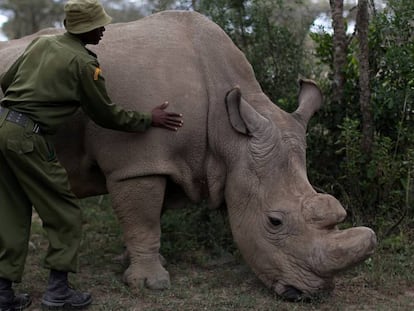 Uno de los últimos tres rinocerontes blancos del norte que quedan vivos en el planeta.