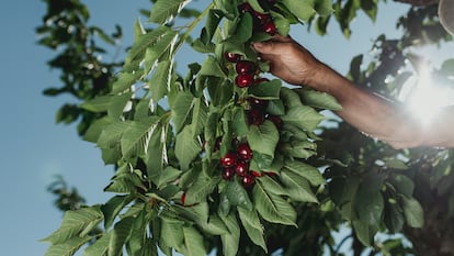 Cerezas del Jerte. Imagen proporcionada por el programa La Cerecera.