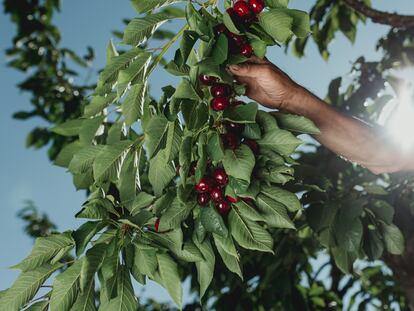 Cerezas del Jerte en una imagen del programa ‘La Cerecera’.