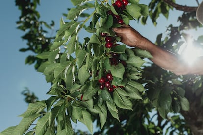 Cerezas