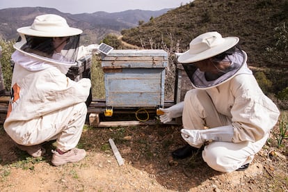 La presidenta de la Asociación del Rincón de la Abeja, Paloma Vecino y una compañera controlan los paneles de abejas en la finca apícola Joseillo, que forma parte del proyecto Smart Green Bees, en Málaga el 15 de febrero de 2023.