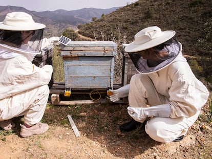 La presidenta de la Asociación del Rincón de la Abeja, Paloma Vecino y una compañera controlan los paneles de abejas en la finca apícola Joseillo, que forma parte del proyecto Smart Green Bees, en Málaga el 15 de febrero de 2023.