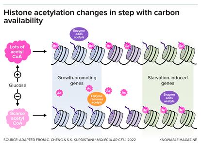 This illustration depicts a model for the movement of acetyl groups during different cell conditions. When energy is abundant and mitochondria are running at full speed, acetyl groups are plentiful and become attached to histone tails on genes that promote growth. When food becomes scarce, the cell consumes these acetyl groups for energy. The remaining acetyl groups are redistributed to activate genes involved in increasing amounts of acetyl CoA in the cell.