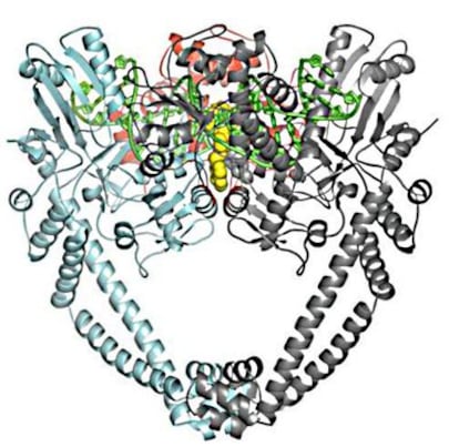 Representación de la estructura tridimensional de una enzima, una tipo de proteína, de una bacteria (su ADN en verde) y su interacción con un antibiótico (en amarillo).