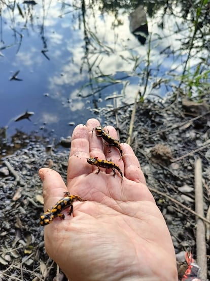 Release of juvenile salamanders.