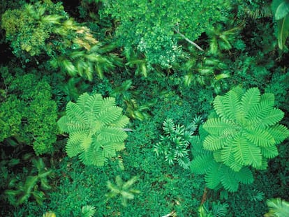 La cubierta vegetal global est&aacute; creciendo a pesar de la deforestaci&oacute;n. En la imagen, la selva de Cairns, en Australia.