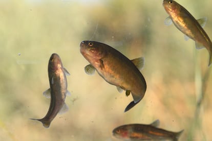 Mojarras de la Meseta de de Somuncurá.