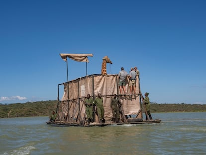La jirafa Asiwa es trasladada en una barcaza hasta la reserva de Ruko, en Kenia.