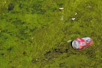 Detalle de las algas en el r&iacute;o.