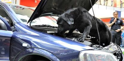 Uno de los perros de la Ertzaintza rastrea un automóvil en la exhibición realizada este viernes en Vitoria. 