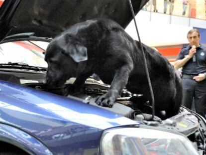 Uno de los perros de la Ertzaintza rastrea un automóvil en la exhibición realizada este viernes en Vitoria. 