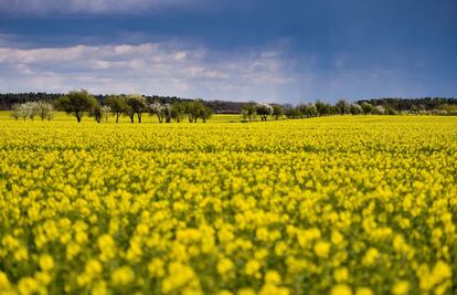 Campo de flores en Schoenfliess (Alemania), 9 de abril de 2014.