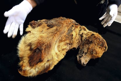 Momia de un perro pastor chiribaya de entre 1100 y 1300 en el Museo del Algarrobal, en Perú.