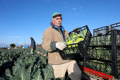 Pedro Valero, agricultor del Campo de Elche, recoge su cosecha de romanesco.