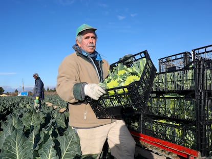 Pedro Valero, agricultor del Campo de Elche, recoge su cosecha de romanesco.