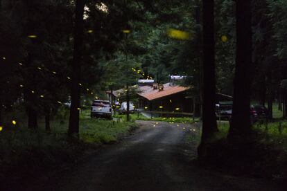 En 1990 empezaron a ofrecer visitas nocturnas y comenzó a cobrar interés turístico el rito de apareamiento de estos insectos.