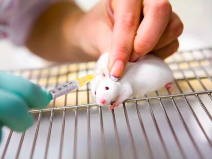 Los ratones son los animales m&aacute;s empleados en investigaci&oacute;n biom&eacute;dica.