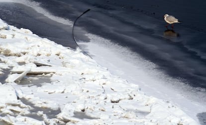 Un p&aacute;jaro camina por la superficie congelada del Danubio en Budapest. 