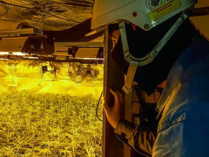 Técnico de Endesa interviene en una instalación eléctrica en una plantación ilegal de marihuana.