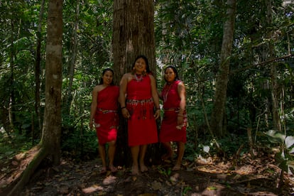 Bosque de las Nuwas Peru