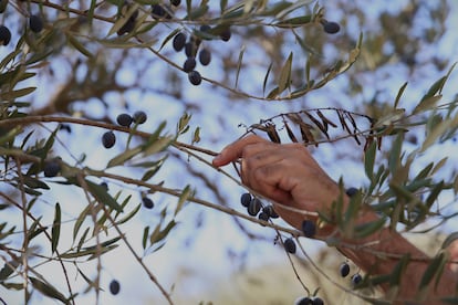 Gassan Olayam cuanta que lo que antes tardaban 40 das de recogida de aceituna, ahora suponen unos 10 por los avances en las herramientas de las que disponen, pese a que la presin de colonos y militares israeles le obliga a perder mucho tiempo y dinero. 