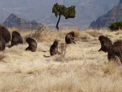 Babuinos en el Parque Nacional de las Montañas Simien.