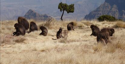 Babuinos en el Parque Nacional de las Montañas Simien.