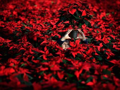 Cien mil flores rojas